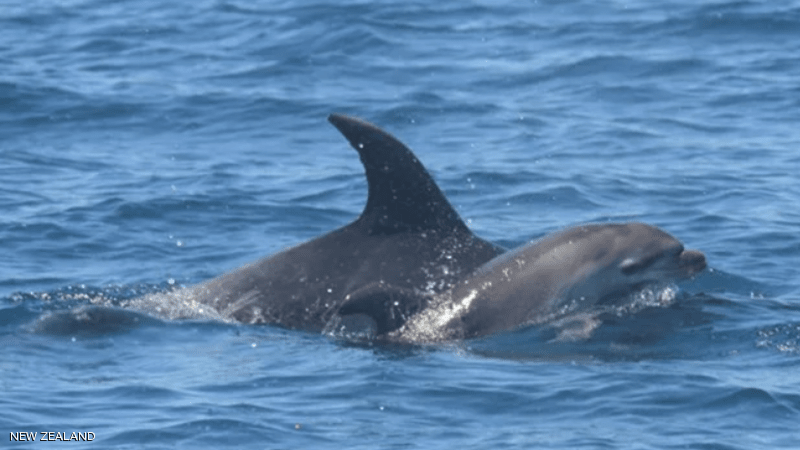 دلفين «ثكلى» تفطر القلوب بلقطة مؤثرة مع صغيرها النافق